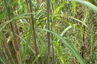 Miscanthus