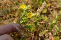 Potentilla neglecta