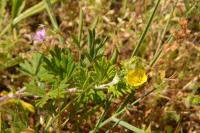 Potentilla neglecta