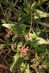 Atriplex prostrata