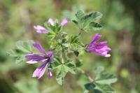 Malva sylvestris