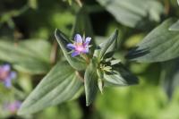 Lysimachia foemina