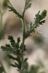 Senecio viscosus