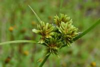 Cyperus eragrostis