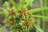 Cyperus eragrostis