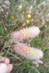 Trifolium arvense