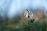 Spiranthes spiralis
