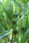 Sparganium erectum