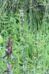 Mentha x verticillata