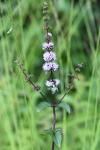 Mentha x verticillata