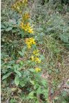 Solidago virgaurea
