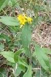 Solidago virgaurea