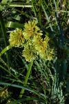 Cyperus eragrostis