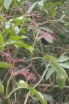 Sambucus nigra