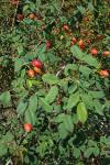 Rosa canina
