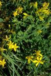 Hypericum perforatum