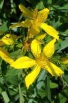 Hypericum perforatum