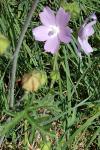 Malva moschata