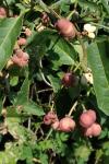 Euonymus europaeus