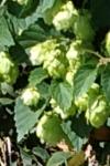 Humulus lupulus