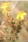 Hypericum perforatum