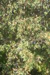 Prunus spinosa