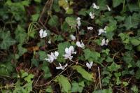 Cyclamen hederifolium