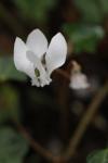 Cyclamen hederifolium