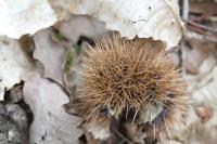 Castanea sativa