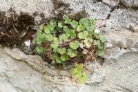 Cymbalaria muralis