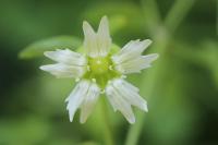 Silene baccifera