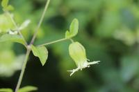 Silene baccifera