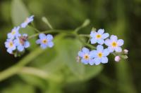 Myosotis scorpioides