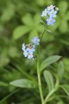 Myosotis scorpioides