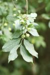 Euonymus europaeus
