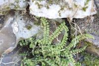 Asplenium trichomanes