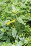 Ludwigia peploides