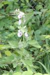 Althaea officinalis