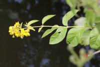 Lysimachia vulgaris