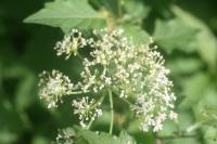 Heracleum sphondylium