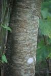 Salix