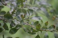 Salix