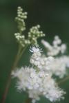 Filipendula ulmaria