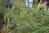Carex appropinquata