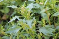 Chenopodiastrum hybridum