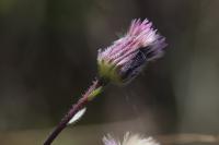 Erigeron acris