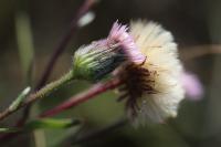 Erigeron acris