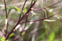 Erigeron acris