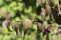 Cornus sanguinea