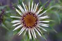 Carlina vulgaris